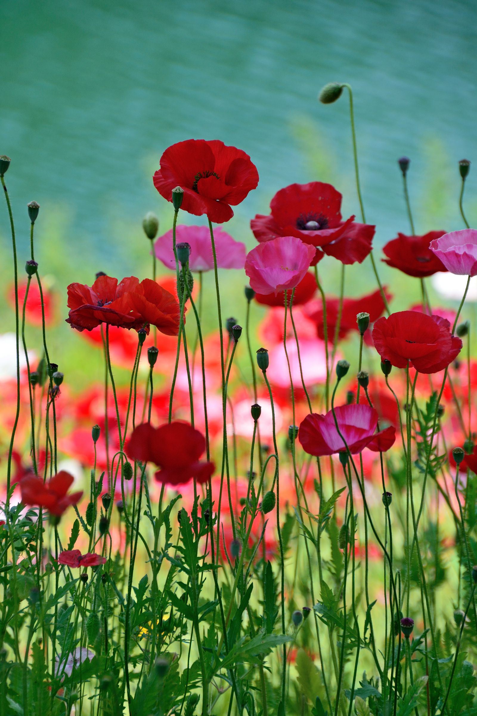 虞美人草 | GANREF