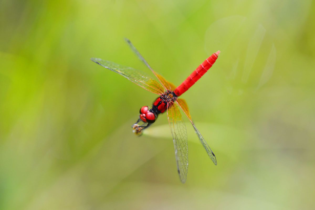 RED | GANREF