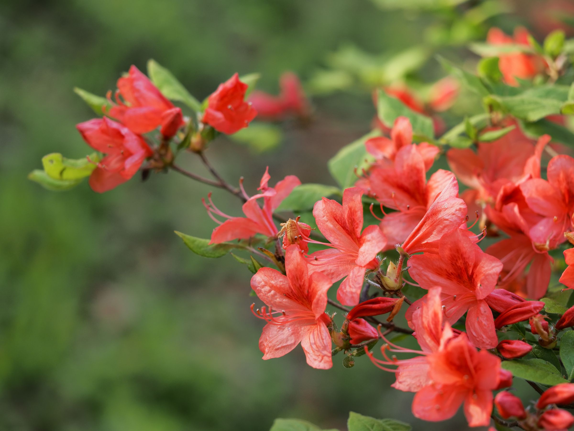 山ツツジ 山ツツジ | GANREF