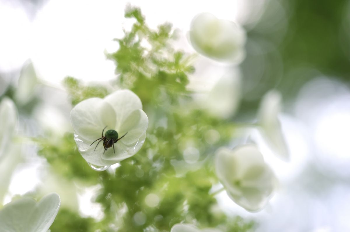 美しい罠 動物 虫 昆虫 Ganref