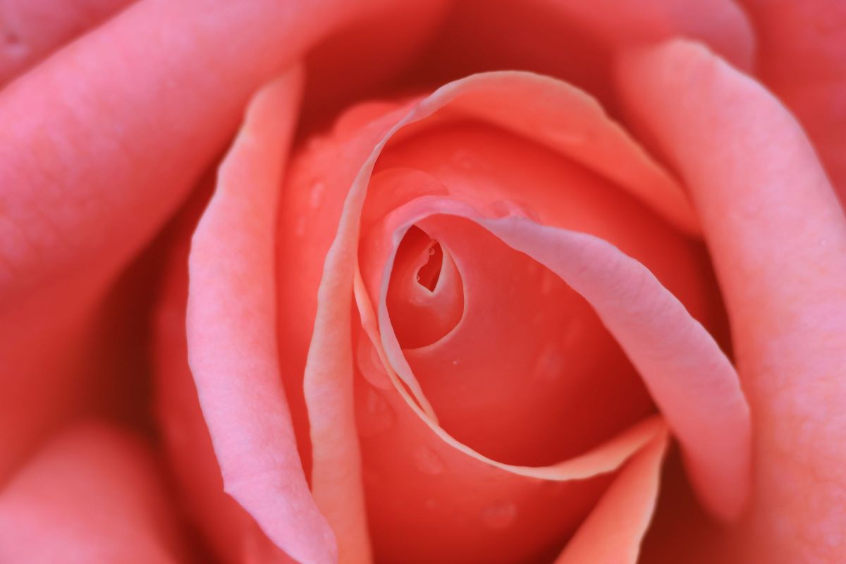 イングリッシュガーデン GANREF