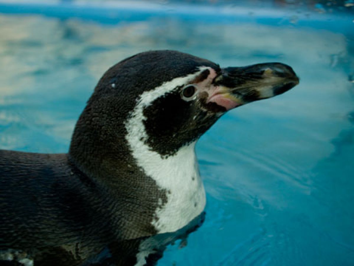 凛々しい顔のペンギン 動物 鳥類 Ganref