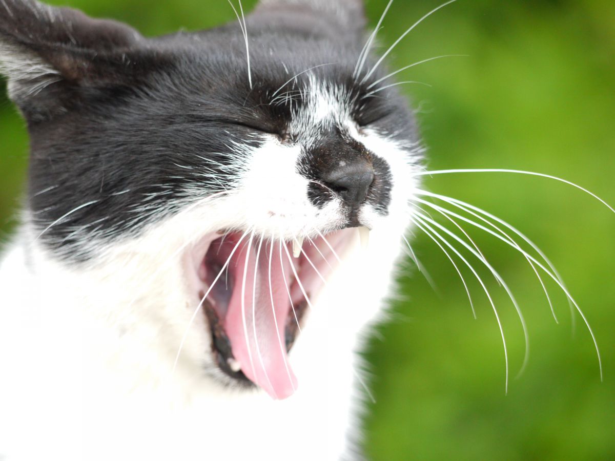 猫 大あくび 動物 猫 Ganref