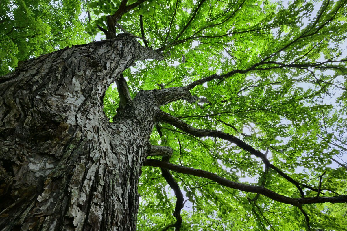 NIKKOR Z 17-28mm f/2.8で撮影された写真 | 写真検索 | GANREF