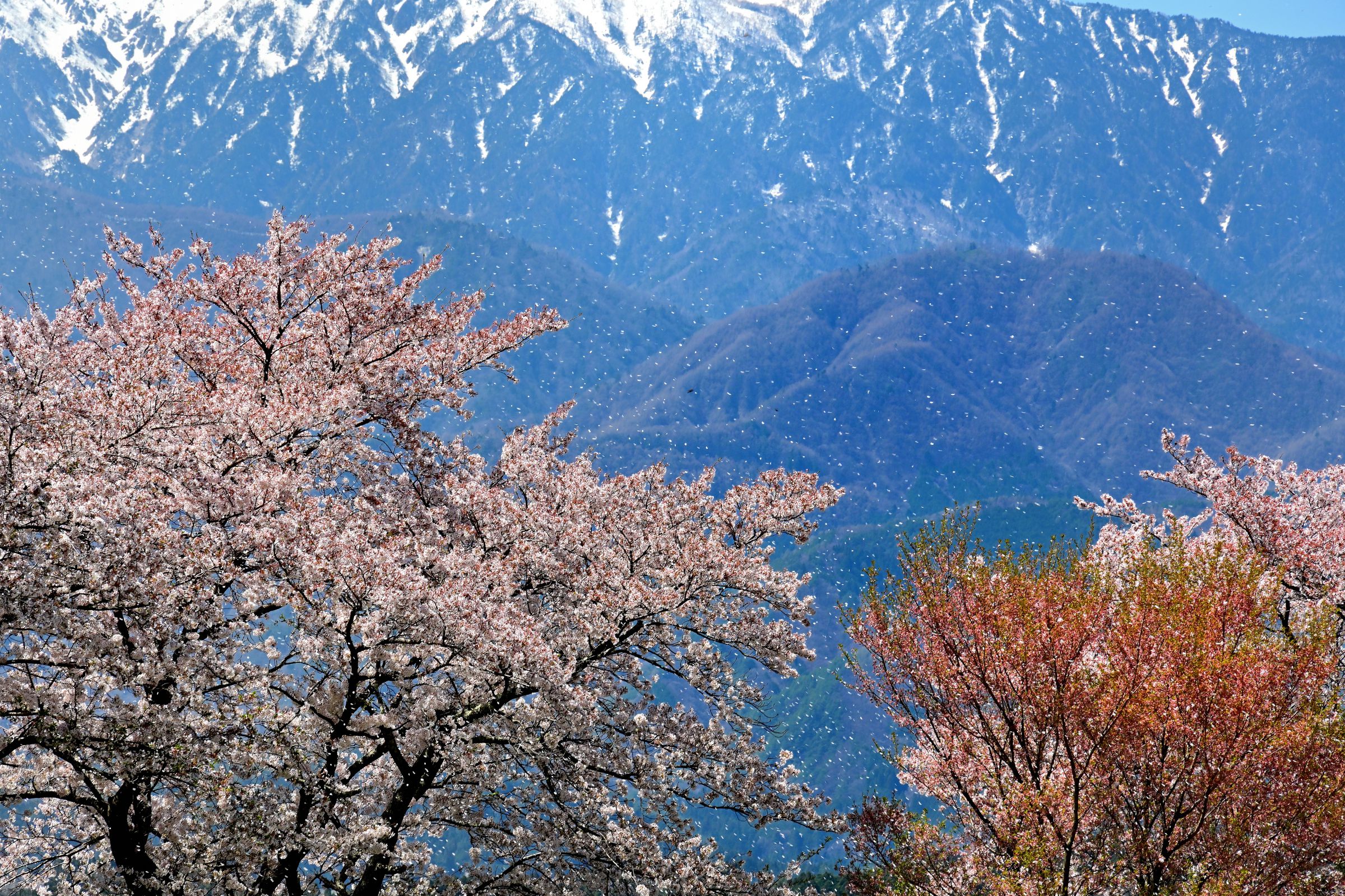 信州の春（花吹雪） | GANREF