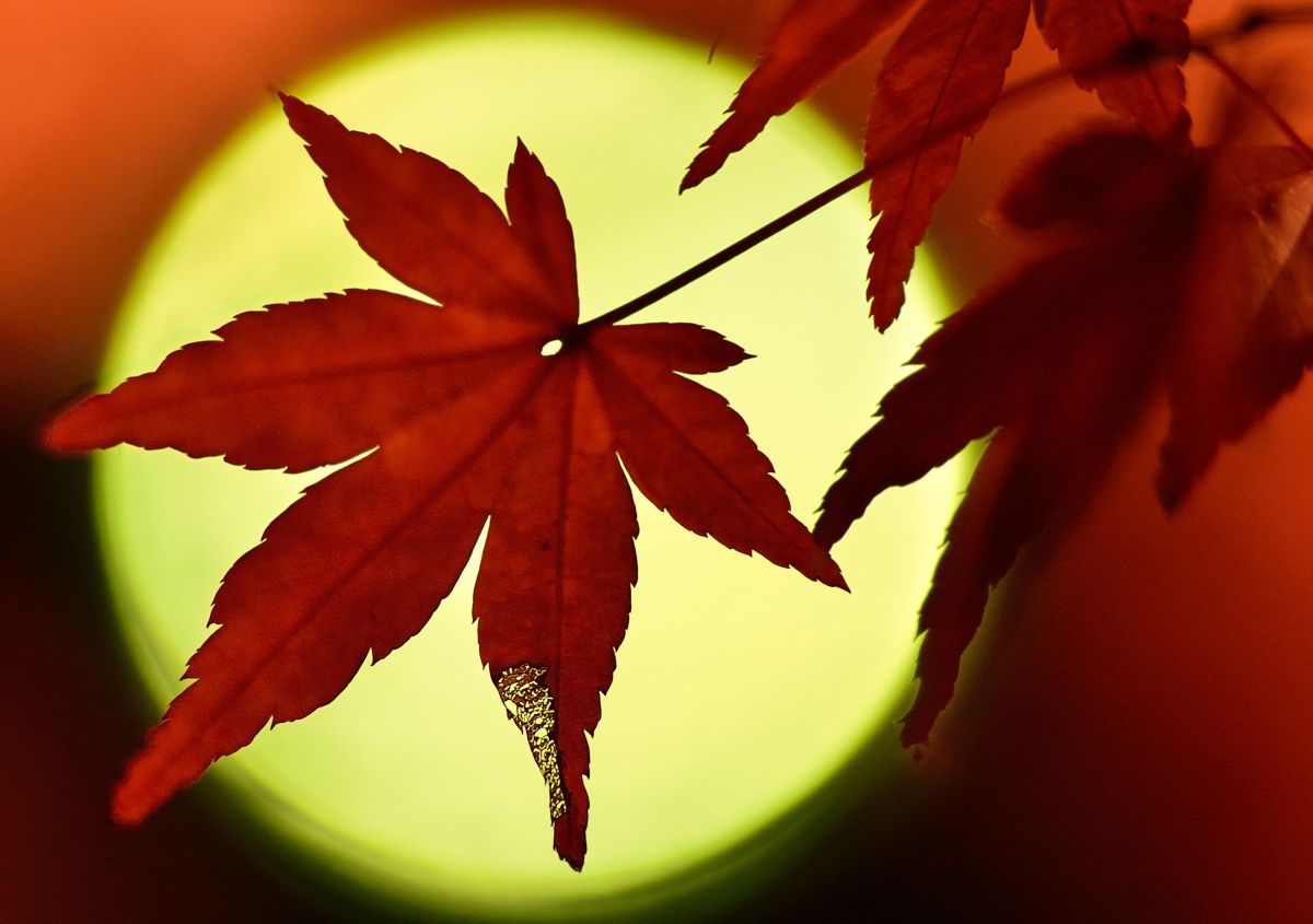 気になるモミジと満月 植物 草 葉 芽 Ganref