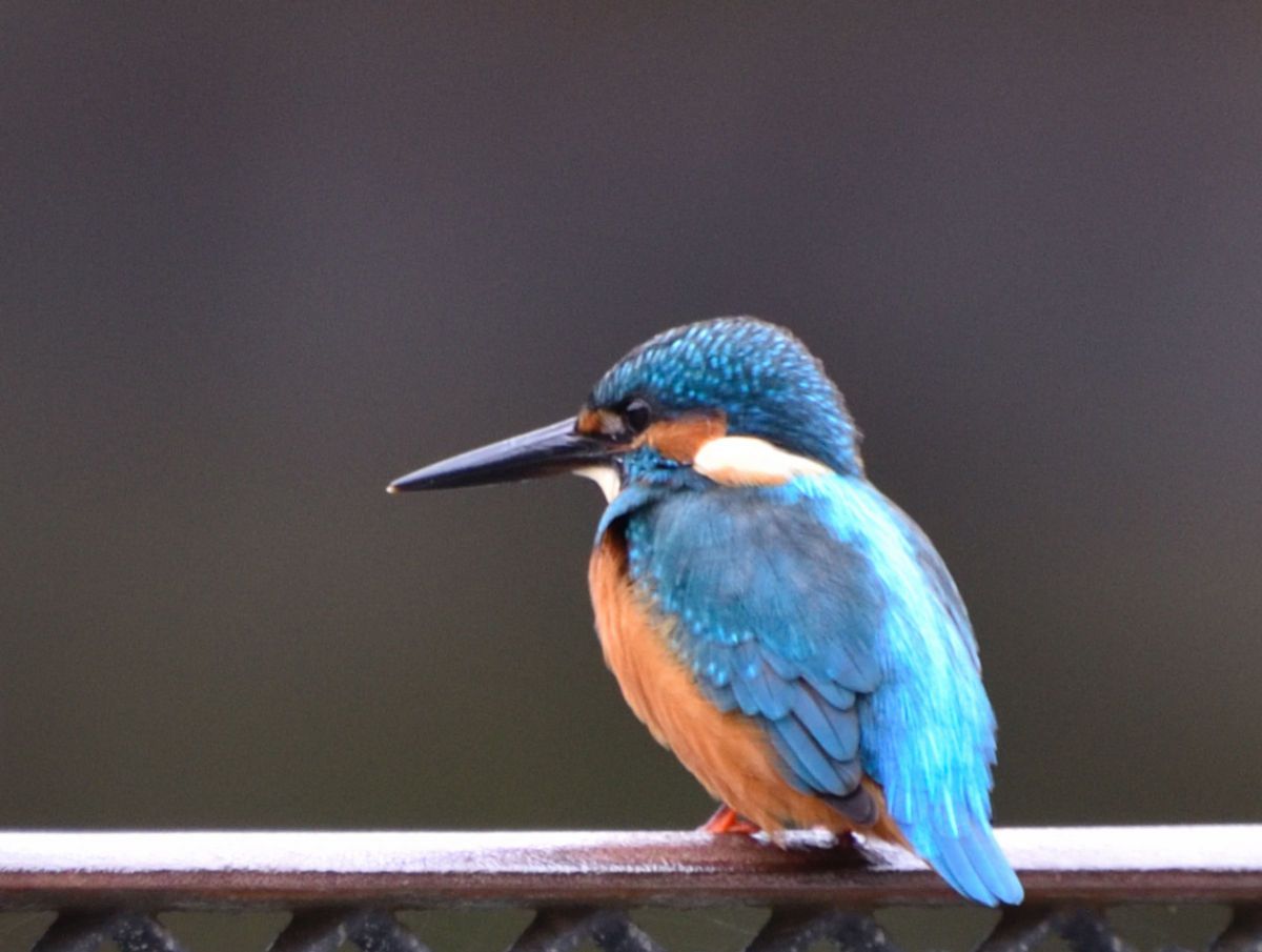 獲物を狙う 動物 鳥類 Ganref 獲物を狙う 動物 鳥類 Ganref