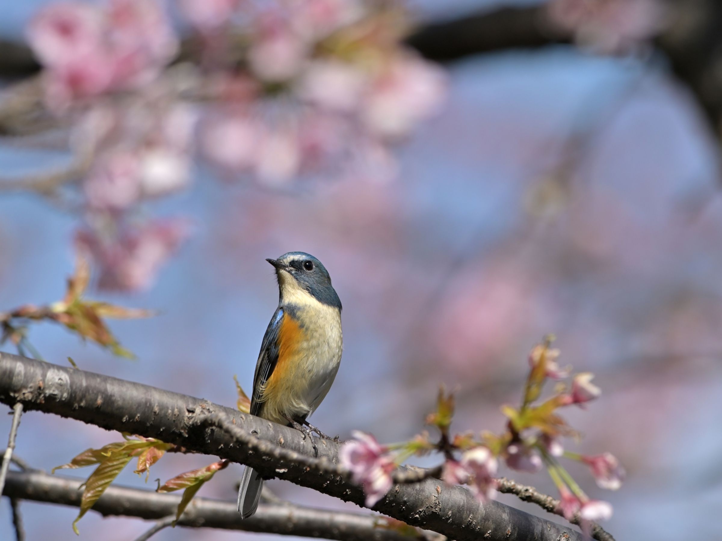花見鳥 | GANREF