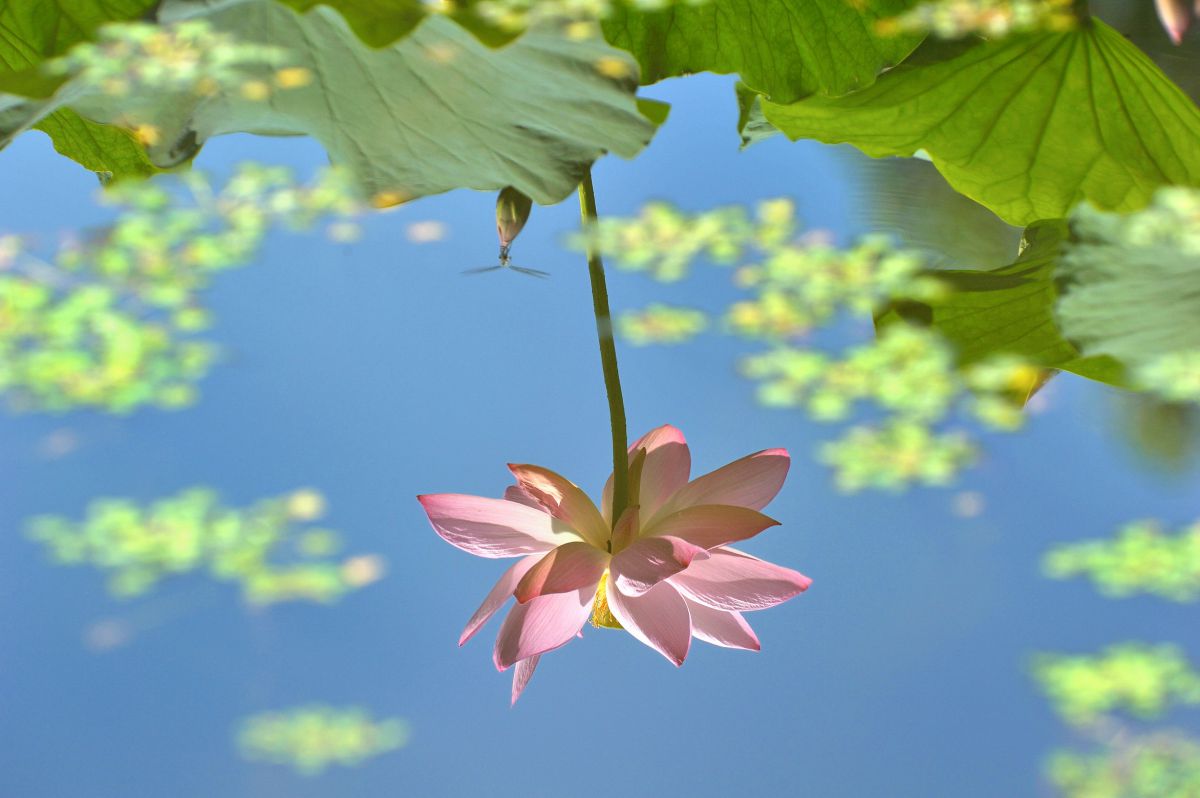 逆さ蓮 植物 花 花びら Ganref