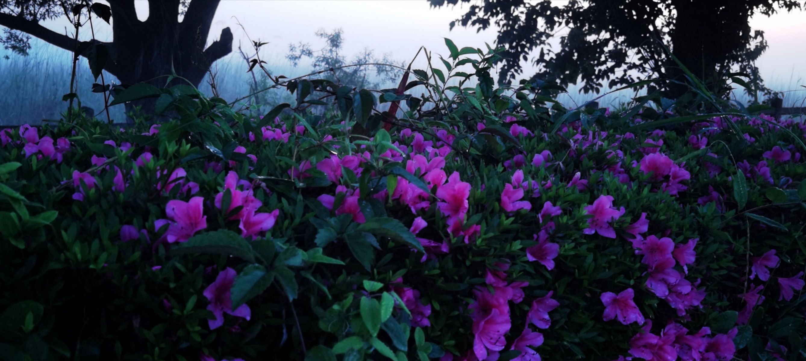 ツツジの咲く季節 自然 風景 大地 Ganref