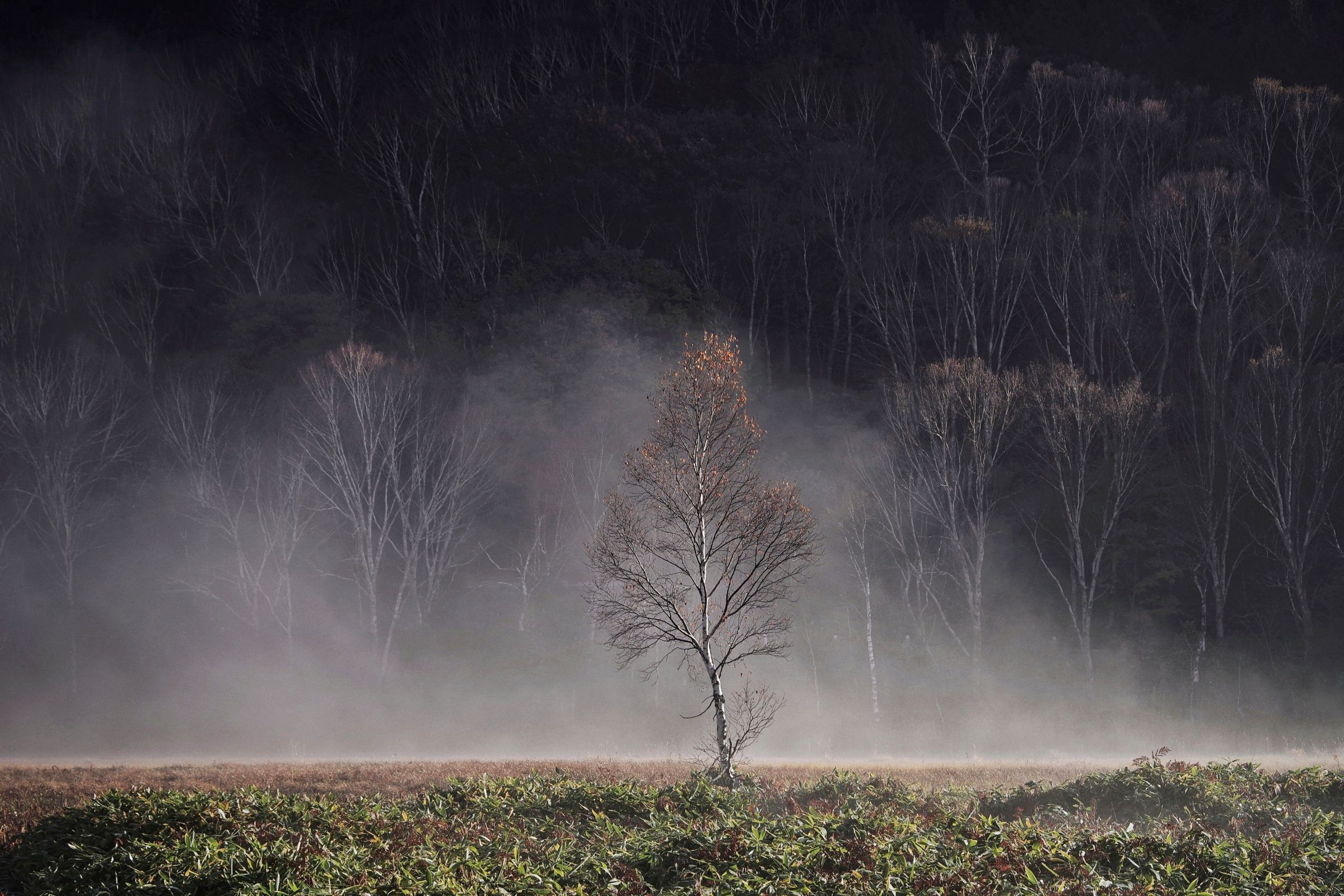 晩秋の朝 | GANREF
