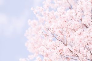 桜空　ページ MDAwMDA1MjIwNQ_MC42Njg2MTcwMCA