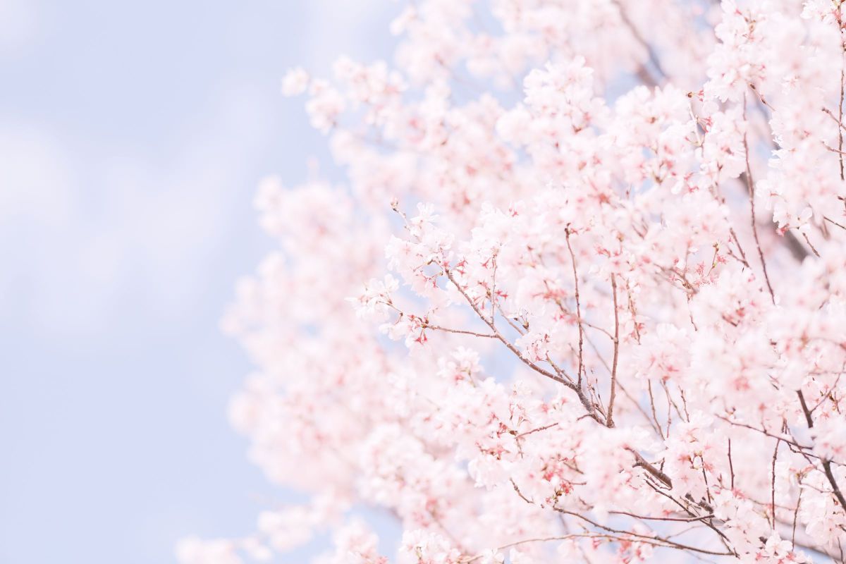 桜空ページ MDAwMDA1MjIwNQ_MC42Njg2MTcwMCA