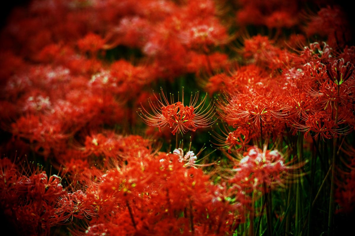 朱色の雑踏 植物 花 花びら Ganref 朱色の雑踏 植物 花 花びら Ganref