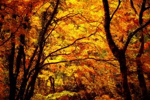f41b116b664ded32ef8bcc5747572c
