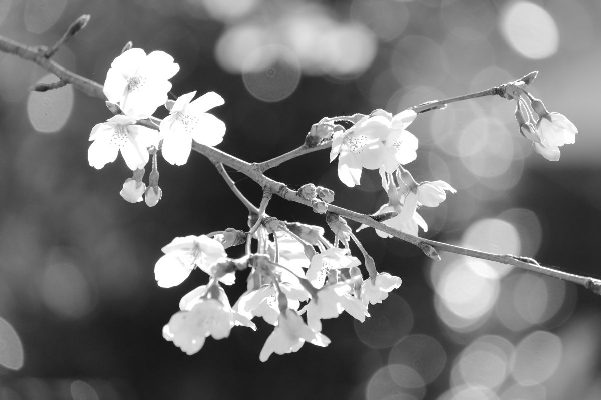 桜の花と丸い花 植物 桜 Ganref