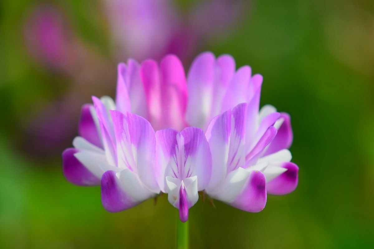 蓮華草3 植物 花 花びら Ganref
