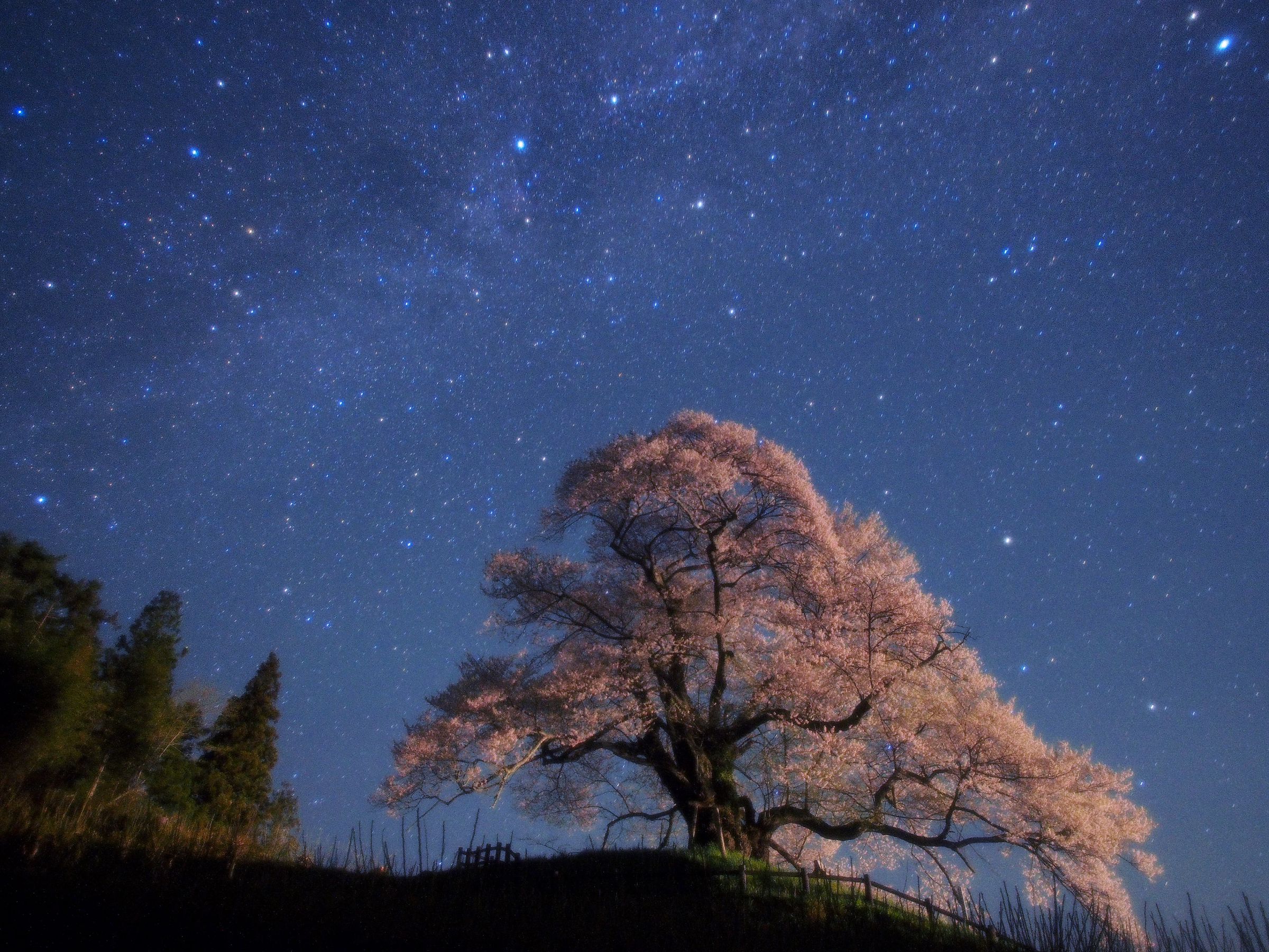 星の夜桜 | GANREF