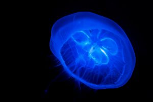 海月 海月の水槽 (@112coss_kmsy) / Posts / X