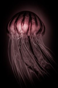 海月 海月の水槽 (@112coss_kmsy) / Posts / X