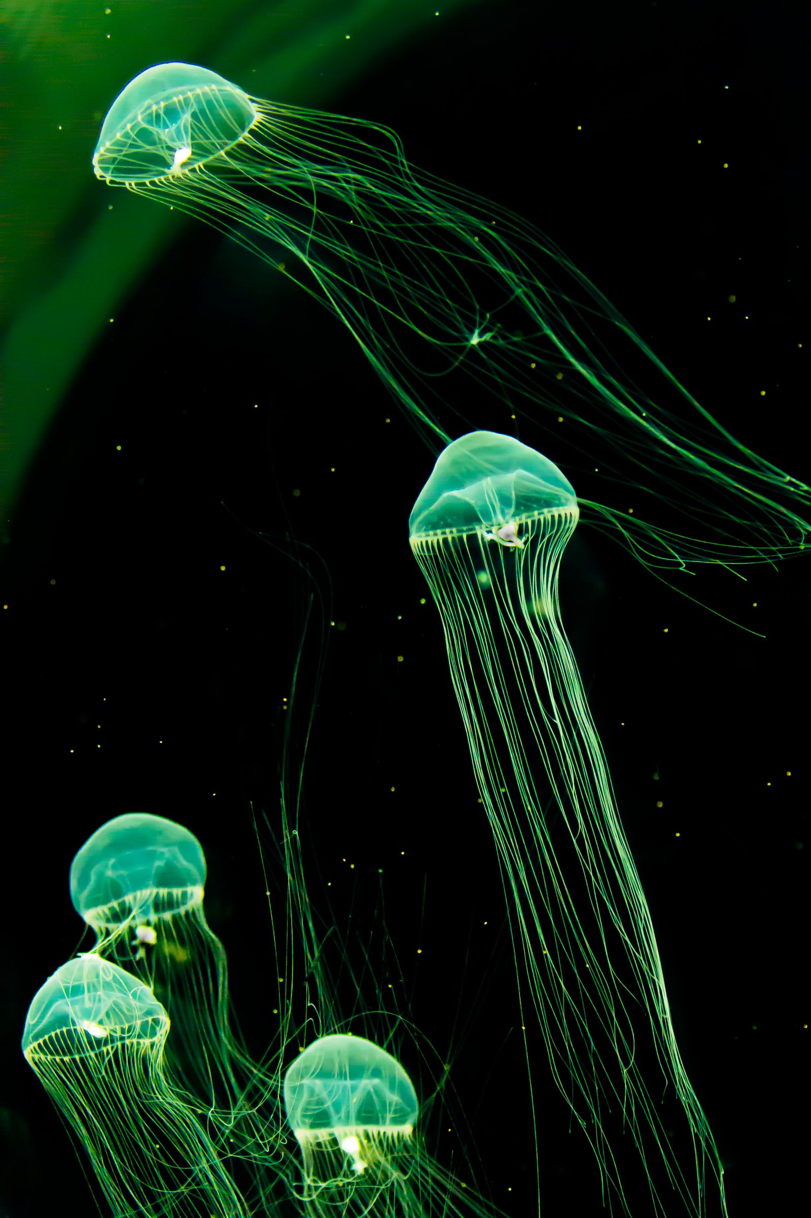 ※海月※ 海月#4 | GANREF