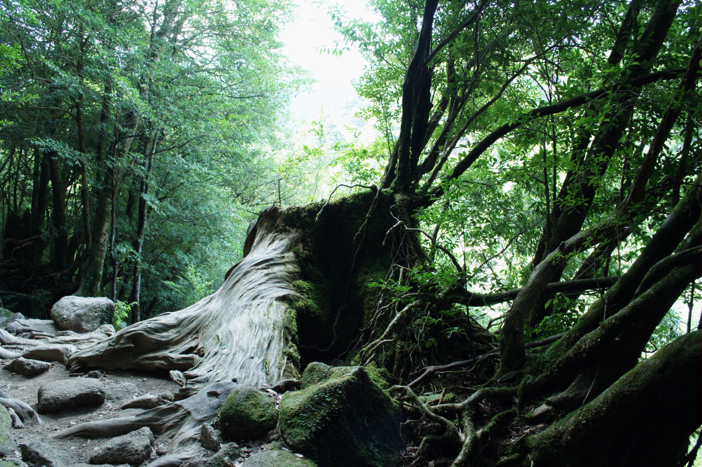 超巨大屋久杉の切り株 | GANREF