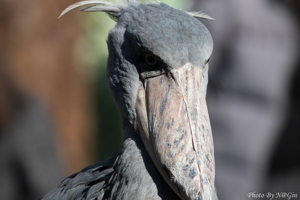 鋭眼 動物 鳥類 Ganref
