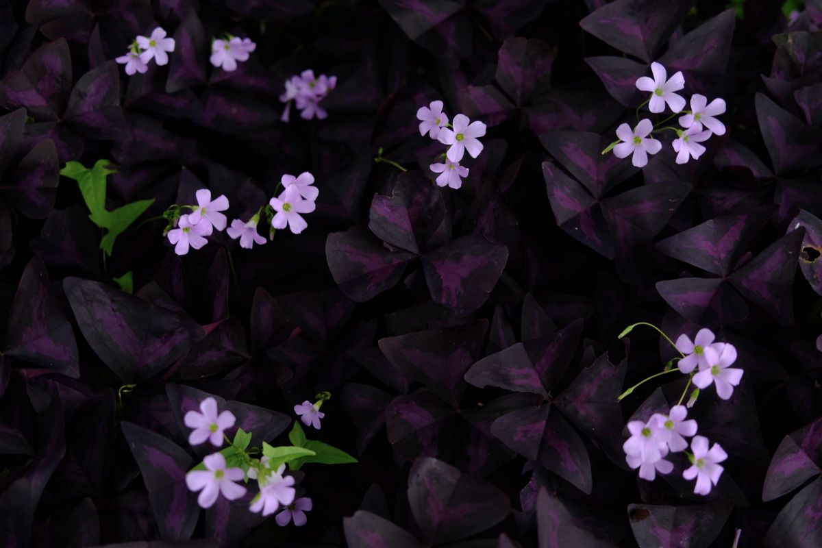 PURPLE | GANREF