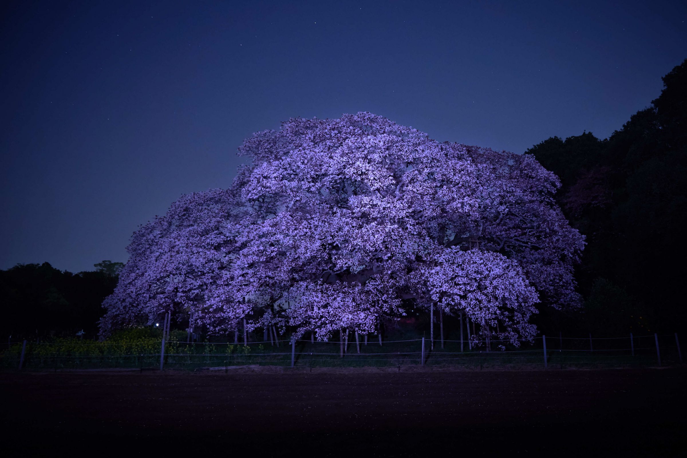 孤高の山桜 | GANREF