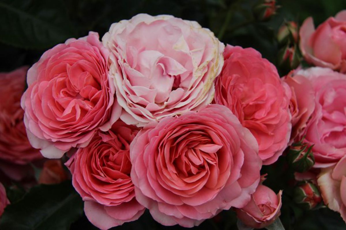 ふわふわのバラ 植物 花 花びら Ganref