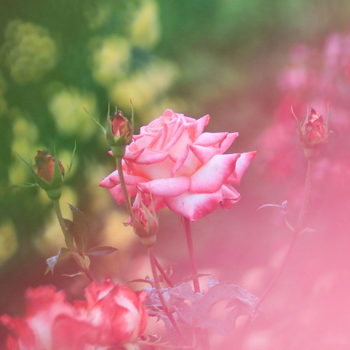 雨の中 可憐な花で 誘う薔薇 植物 花 花びら Ganref