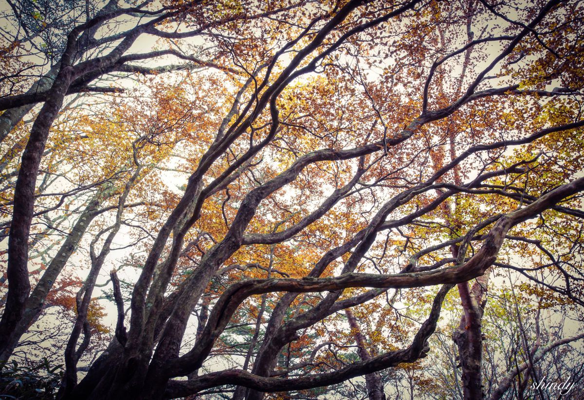 自然の織り成す美しさ 自然 風景 森林 Ganref
