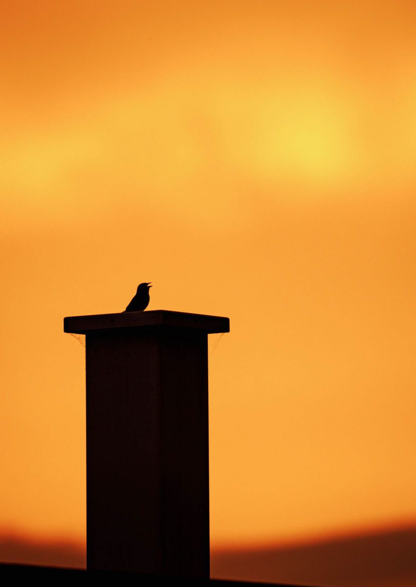 ひとつの朝 GANREF