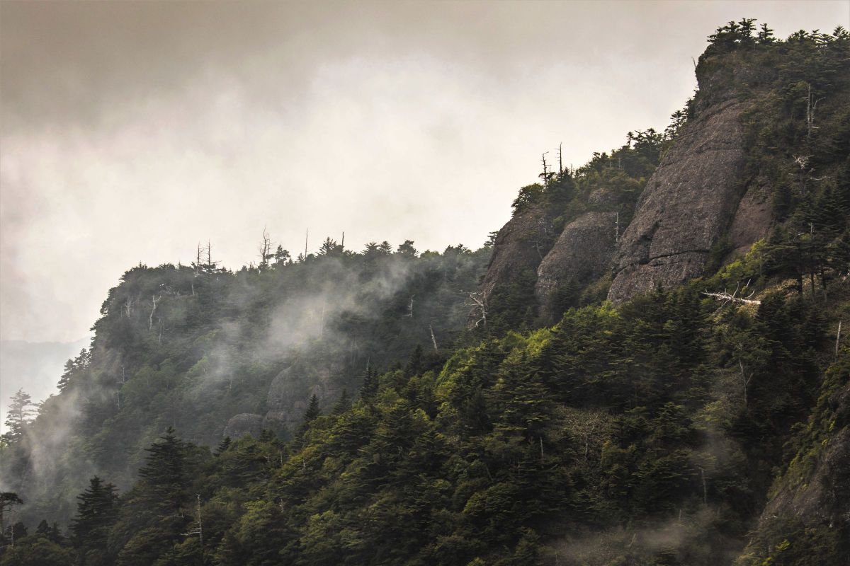 伊藤由純 「山霧」 6号 日本画 【正光画廊】