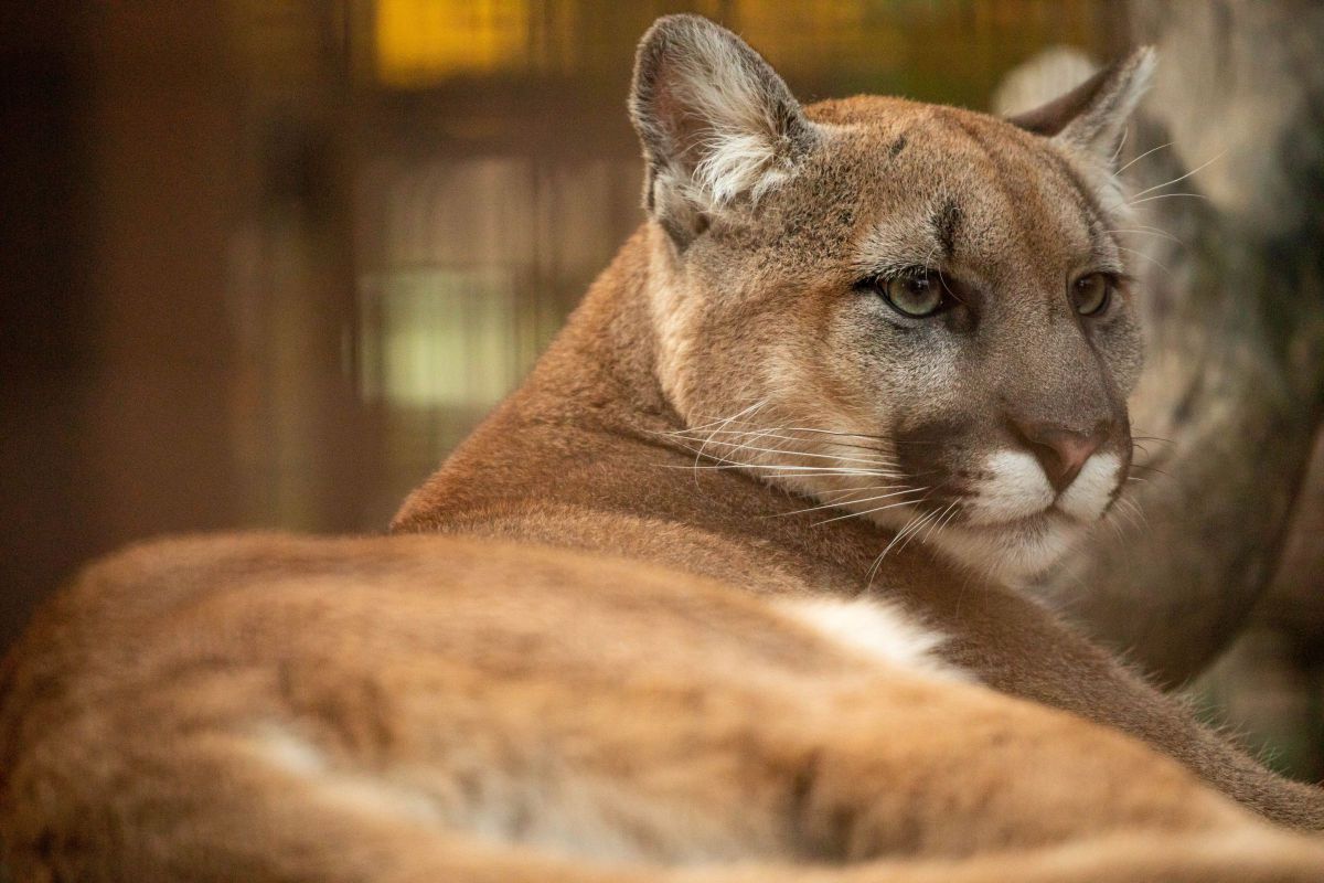 一点集中 動物 その他の陸の生物 Ganref