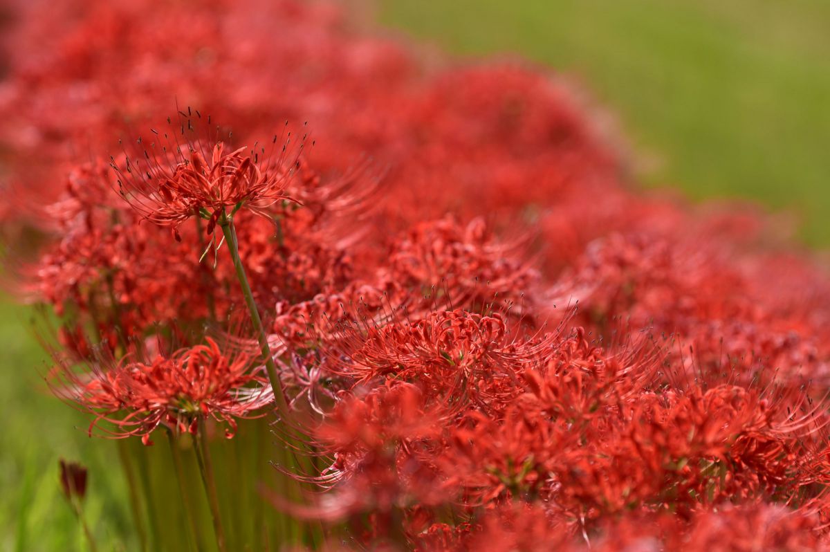 須坂市(長野) GANREF