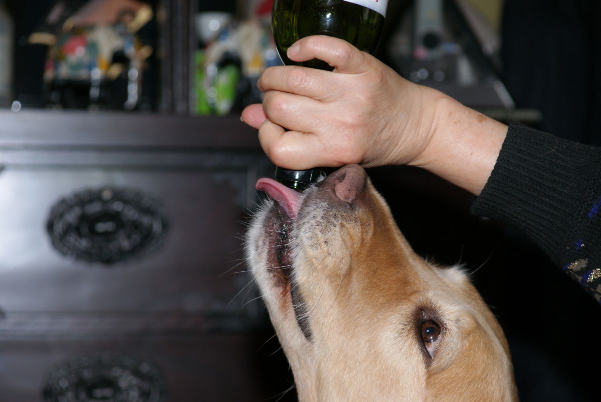 お酒好きのゴールデンレトリバー 動物 犬 Ganref