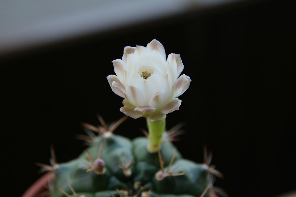 翠晃冠の花が咲いた 植物 花 花びら Ganref