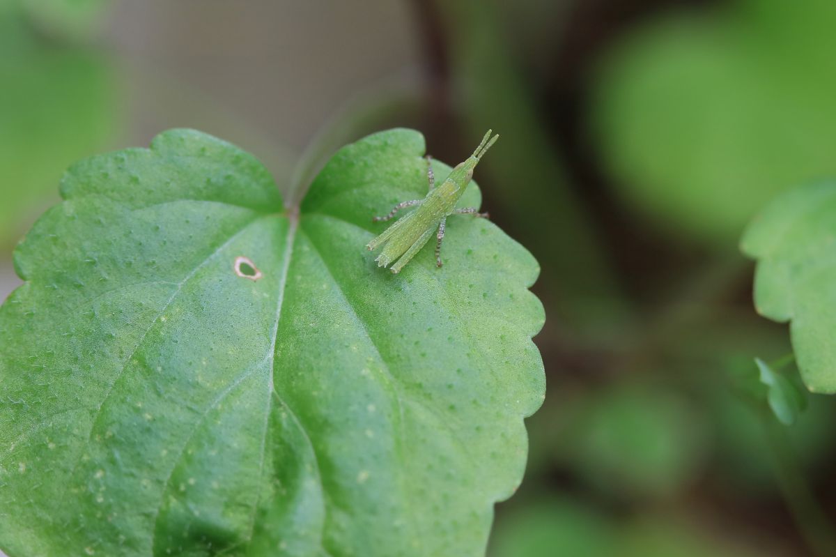 バッタの子 動物 虫 昆虫 Ganref バッタの子 動物 虫 昆虫 Ganref