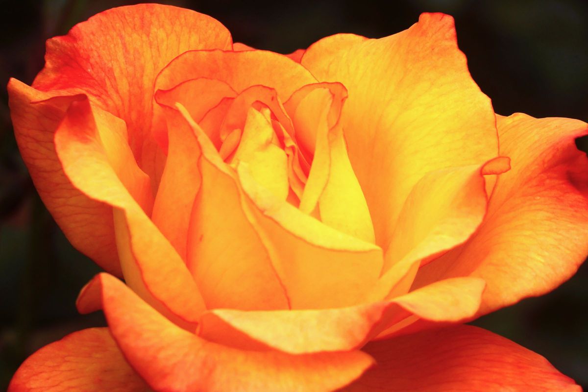 Autumn rose(Rio Samba) | GANREF