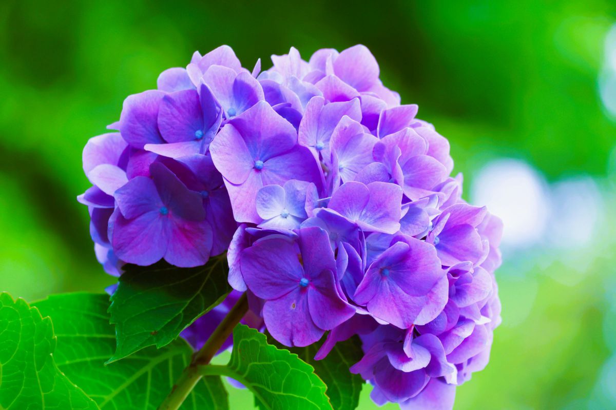 Purple collar | GANREF