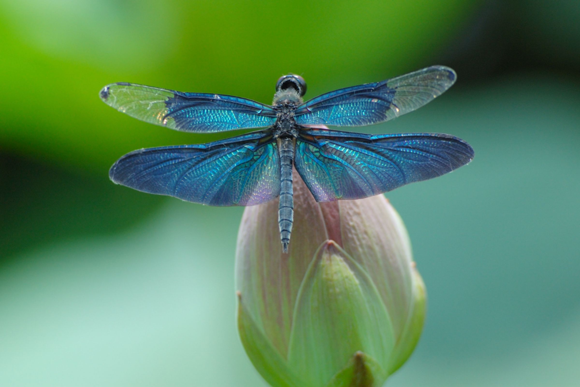 みみ　水彩画　睡蓮とチョウトンボ　値段は600円です みみ 水彩画 睡蓮とチョウトンボ 値段は600円です みみ様専用 水彩画 睡蓮