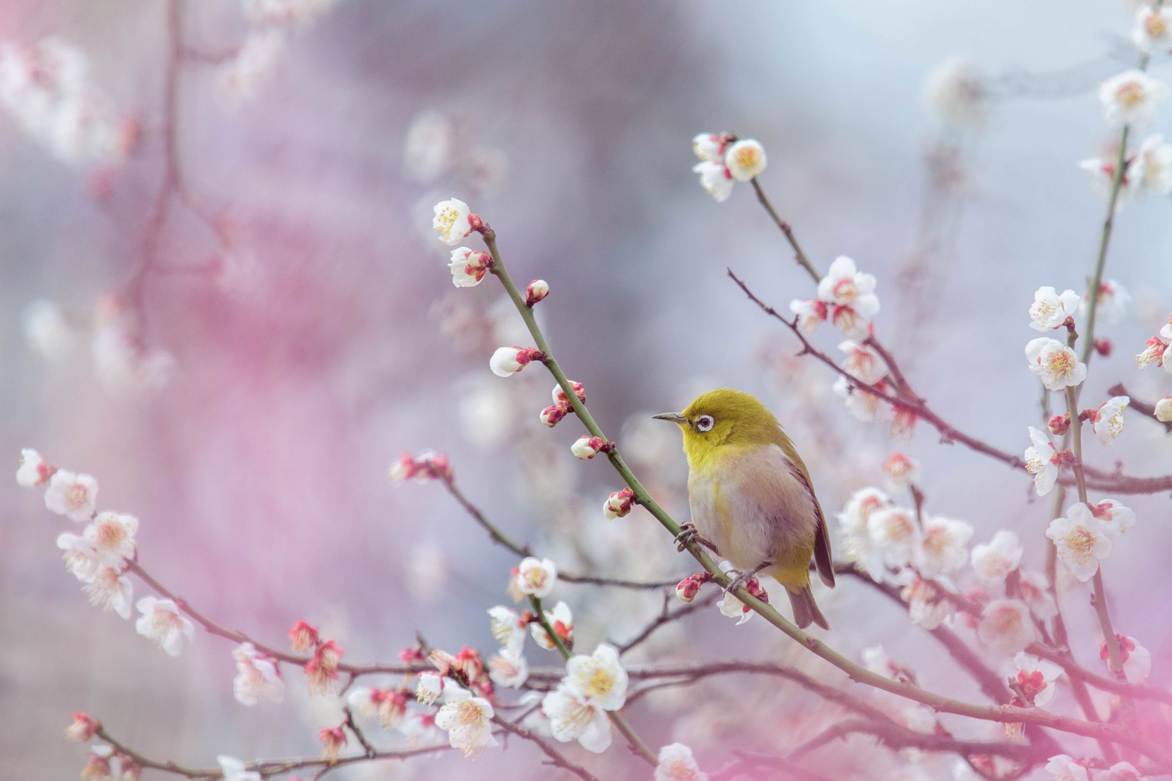 メジロと梅の花 | GANREF