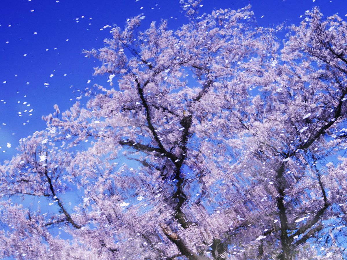 Spring in full bloom | GANREF