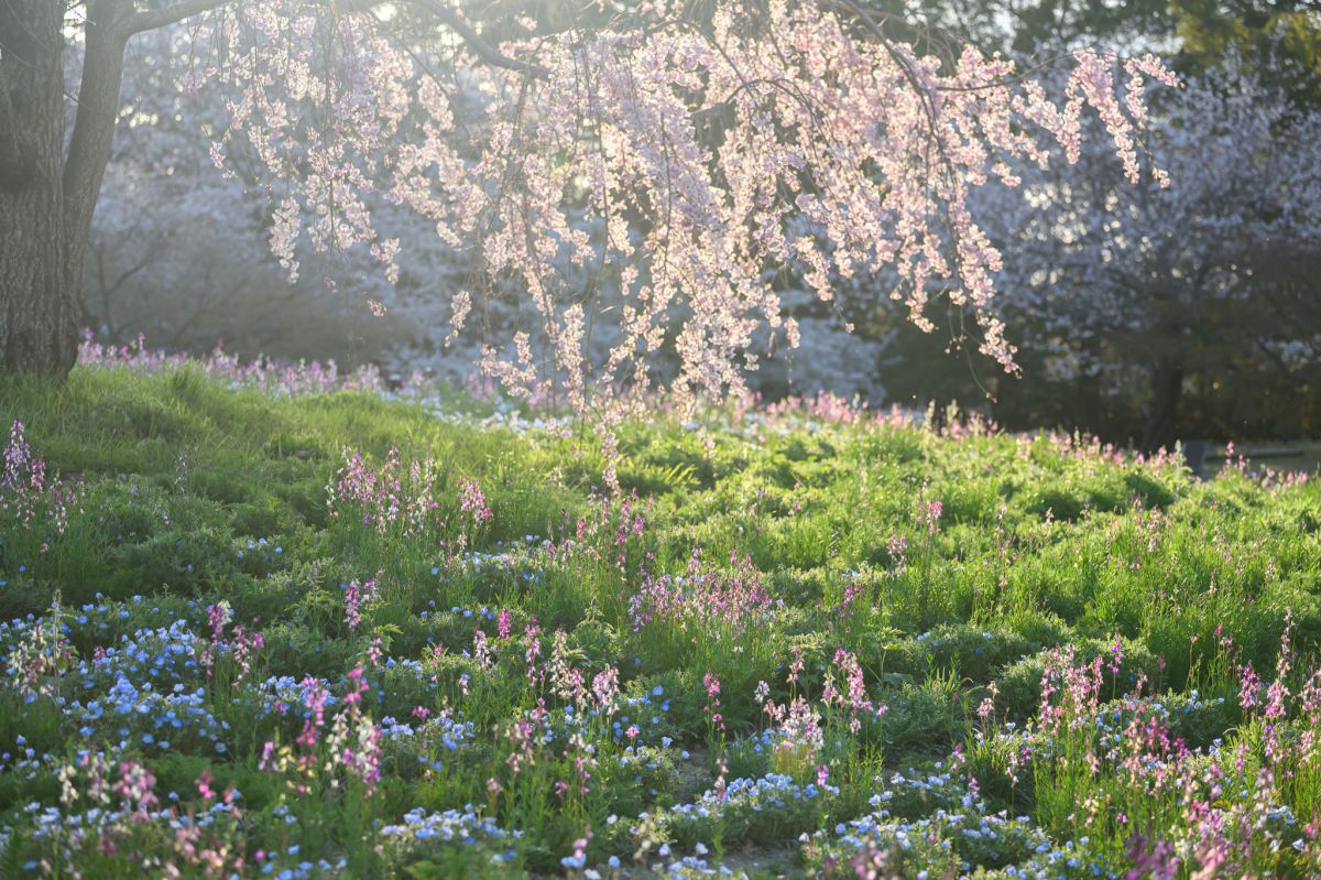 Spring light | GANREF