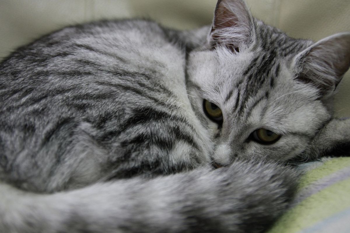 見 た なー へ ﾒ ｵﾗｵﾗ 動物 猫 Ganref