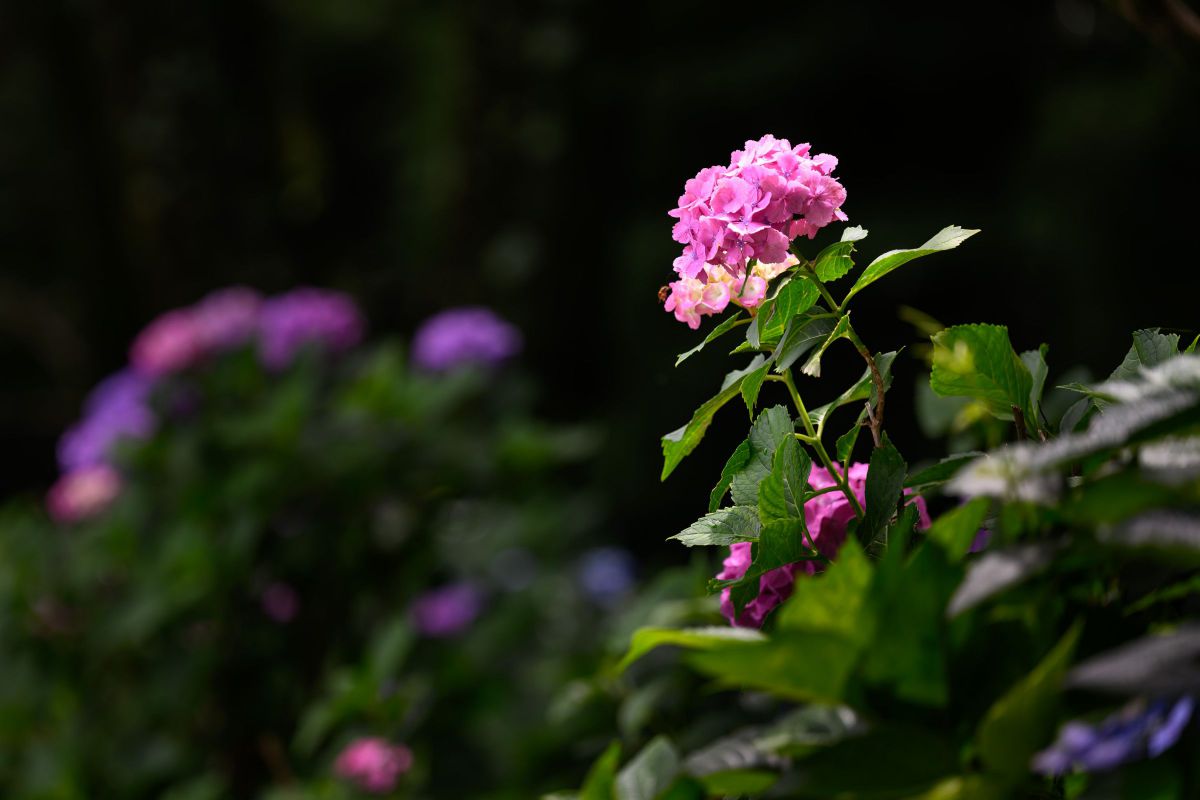 NIKKOR Z 70-200mm f/2.8 VR Sで撮影された写真 | 写真検索 | GANREF