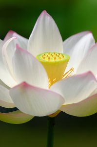 蓮のうてな おしまい 植物 花 花びら Ganref