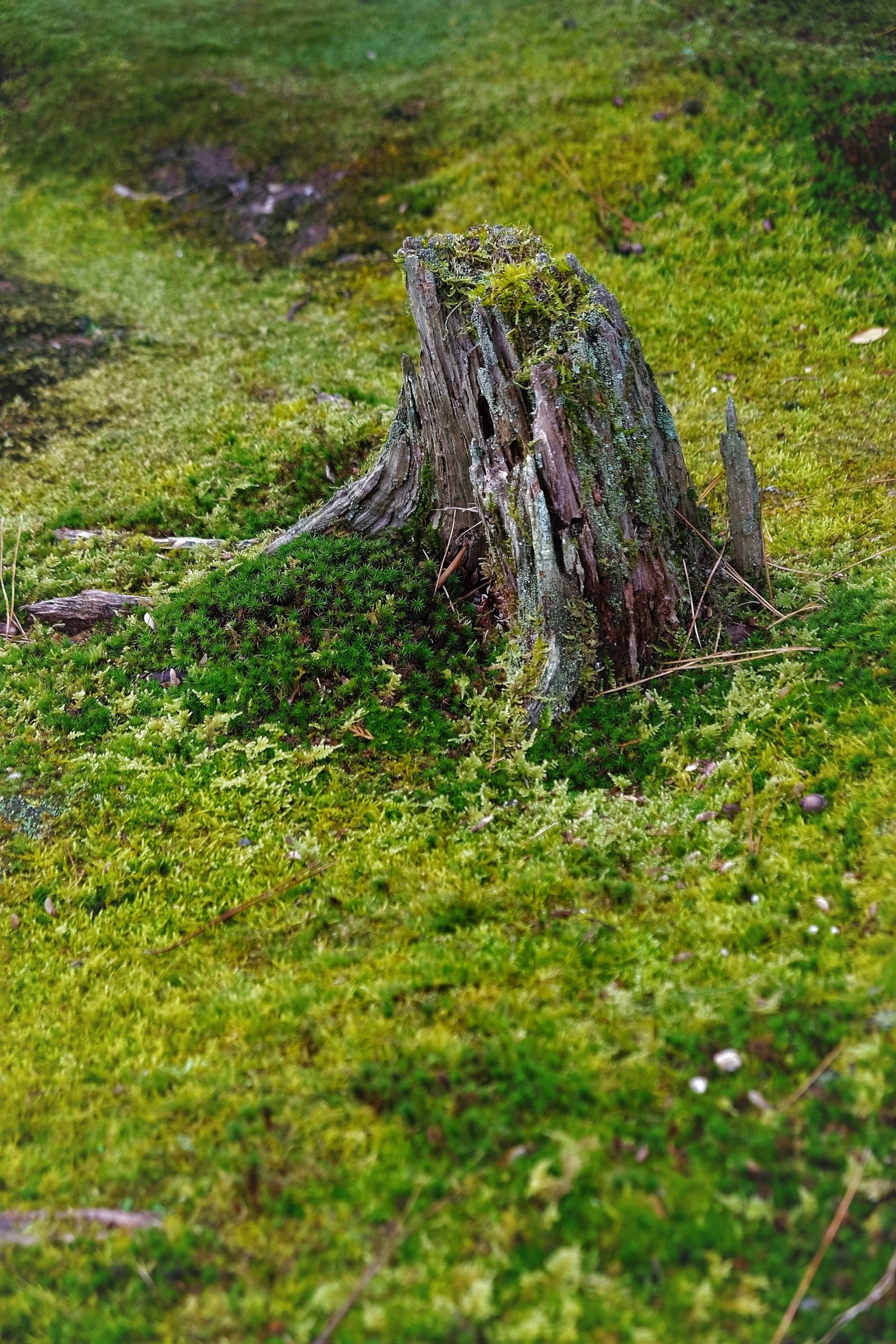 朽木と苔 | GANREF 