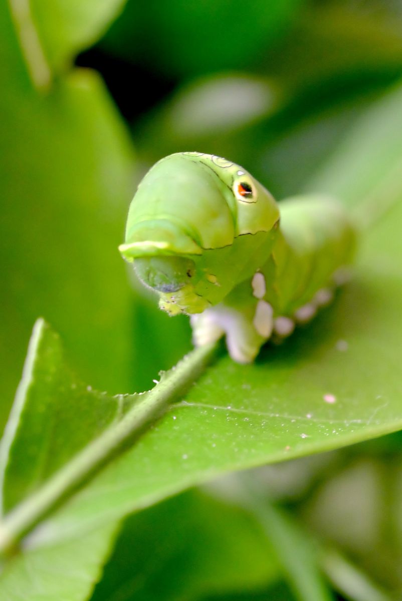 ぼく アゲハの赤ちゃん どうぞよろしく 動物 虫 昆虫 Ganref